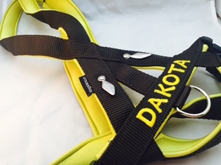 Hundegeschirr nach Mass