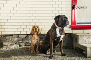 HALSBAND HÜTTENGAUDI