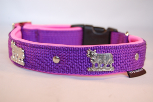 Appenzeller Halsband nach Wunsch