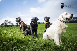 Preview: Fanhalsband "PORTUGAL"