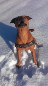 Leder Norweger Geschirr