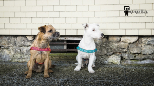 Preview: Norweger Geschirr mit Wunschbestickung