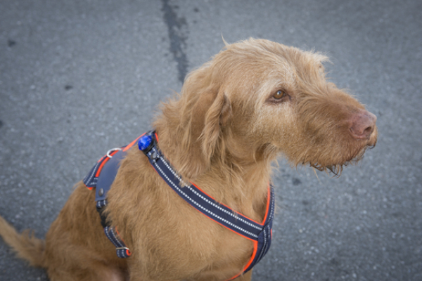 Kreuzgeschirr mit Patch