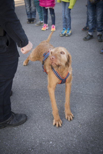 Kreuzgeschirr mit Patch