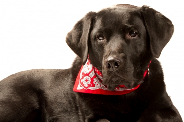 2 in 1: Appenzeller Halsband mit Halstuch