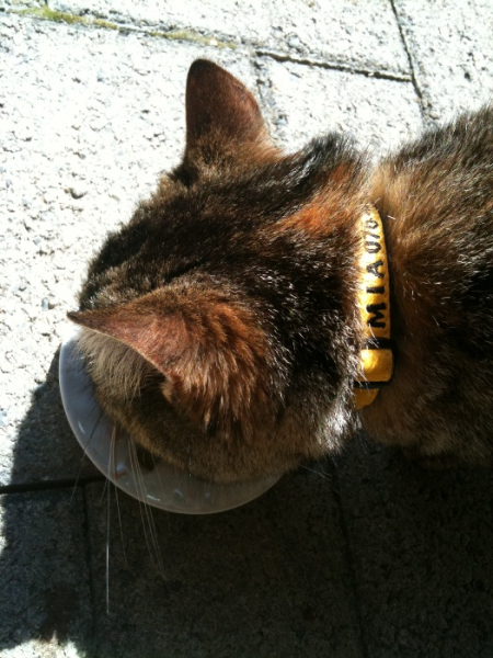Geschenkgutschein für Katzen