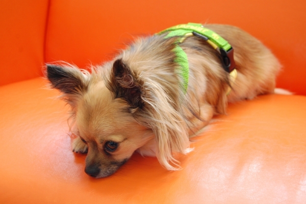 Tourengeschirr "Highflex" mit Wunschbestickung