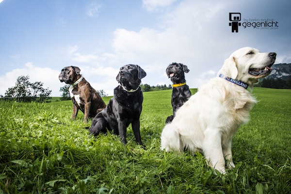 Fanhalsband "FORZA ITALIA"