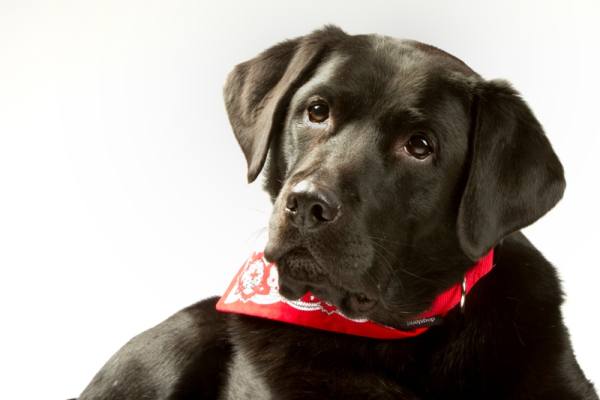 Geschenkgutschein für Hunde