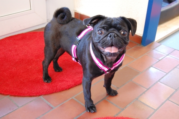 Tourengeschirr "Highflex" mit Designband