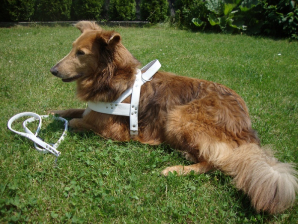 Leder Norweger Geschirr