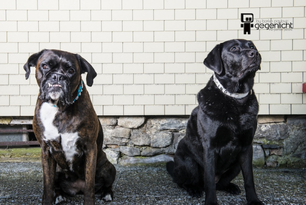 Halsband mit Strassbuchstaben