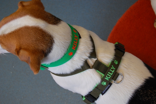 Tourengeschirr "Highflex" mit Wunschbestickung